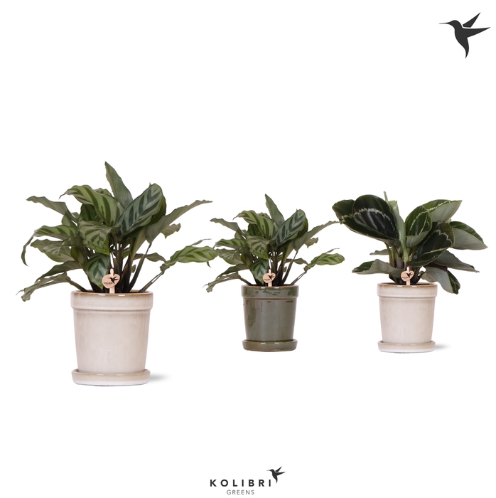 <h4>Calathea Gemengd Keramiek Flower</h4>