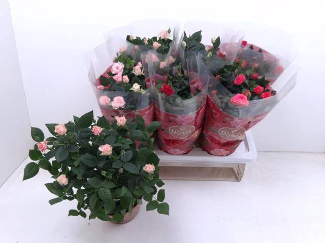 <h4>RO FAV RO GEM 4 SRT</h4>