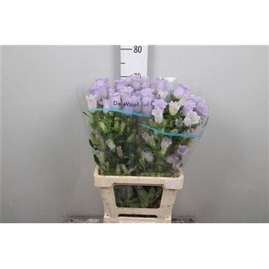 Camp M Champion Lavender