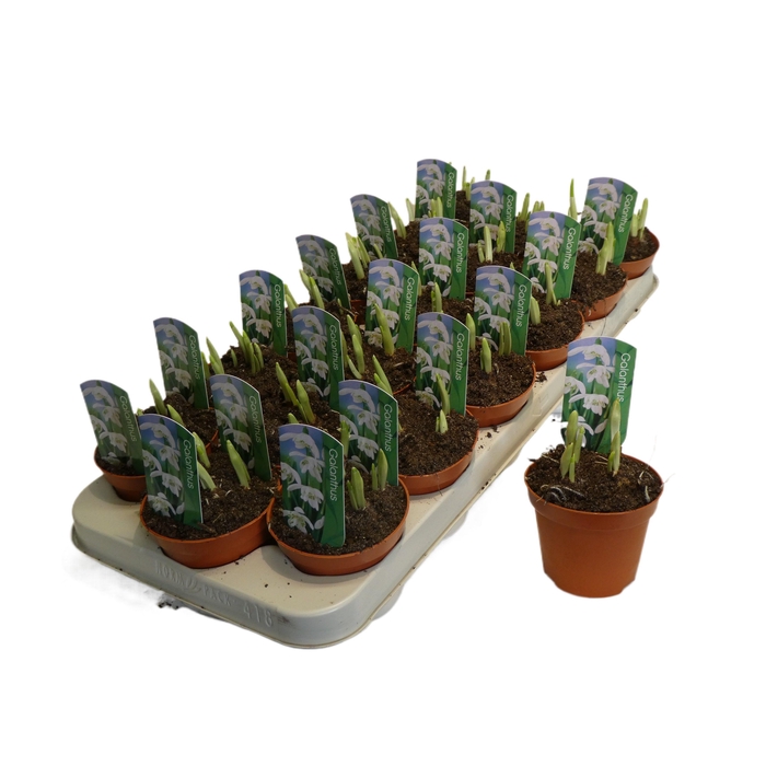 <h4>Galanthus nivalis dubbel</h4>