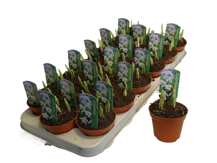 <h4>Galanthus nivalis dub</h4>