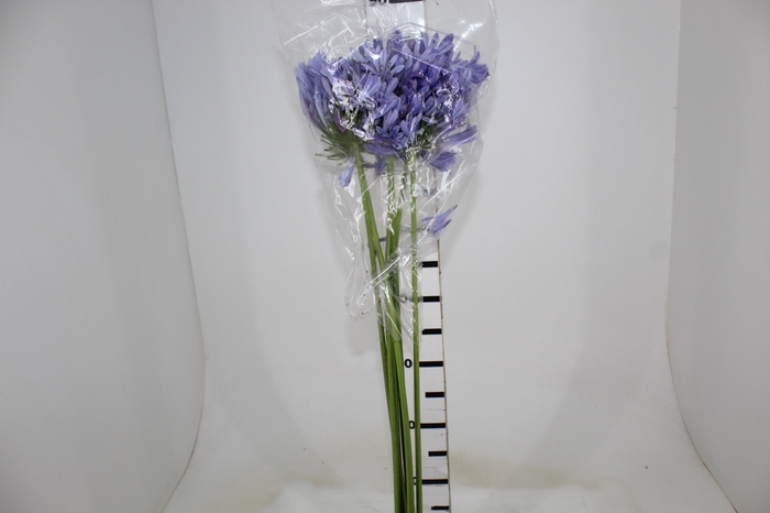 <h4>AGAPANTHUS LILAS</h4>