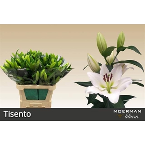 LI OT TISENTO