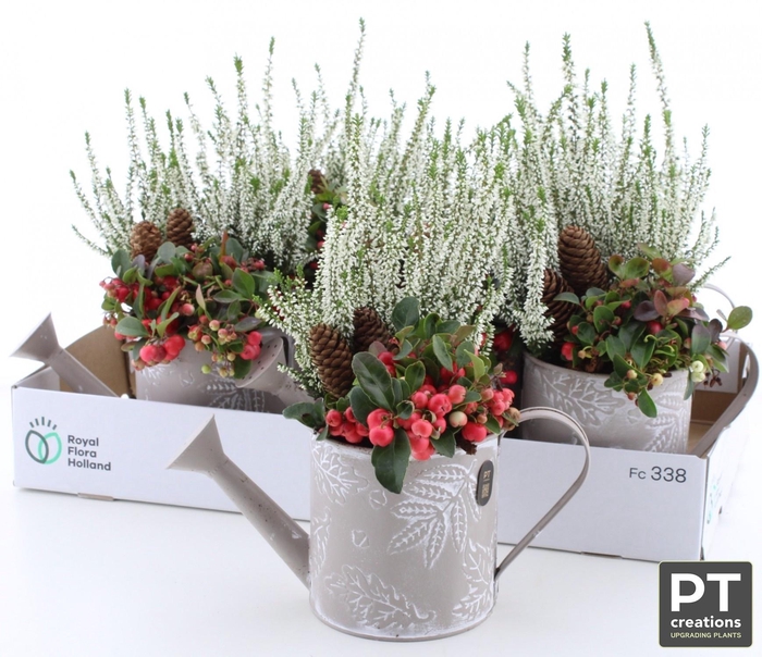 <h4>ARR TUINPLANTEN</h4>