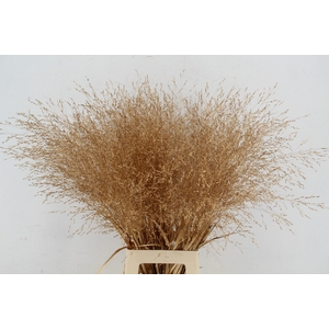 Gras Panic Warrior Antique Gold