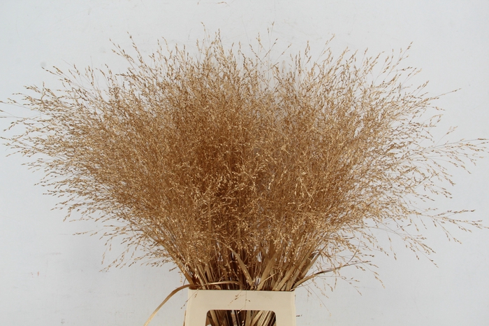 <h4>Gras Panic Warrior Antique Gold</h4>