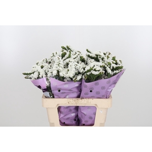 Limon S Silver Sun Birds White