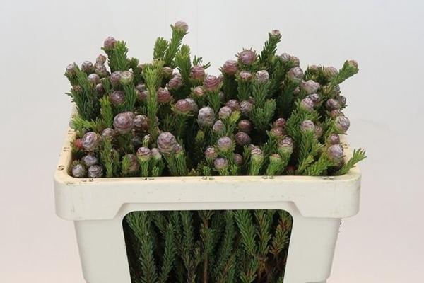 <h4>LEUCAD LINIFOLIUM</h4>