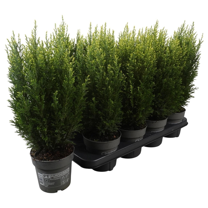 <h4>Chamaecyparis law. Snow White</h4>