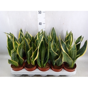 Sansevieria trifa. 'Futura Superba'