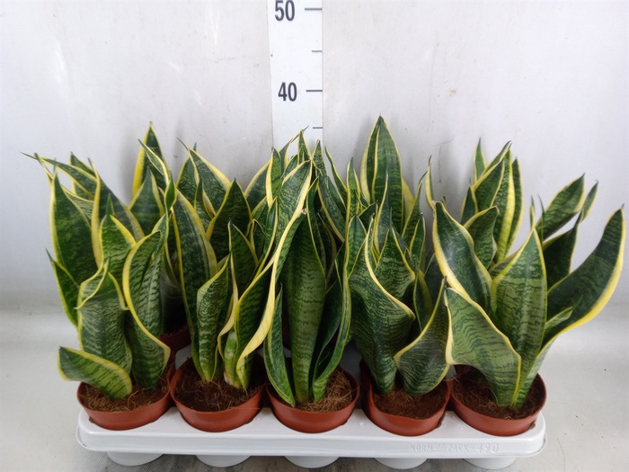 <h4>Sansevieria trifa. 'Futura Superba'</h4>