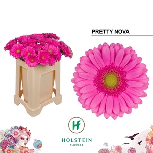 GE GR PRETTY NOVA