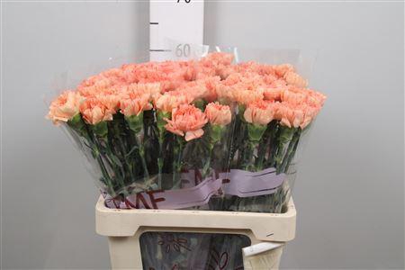 <h4>Di St Megan</h4>