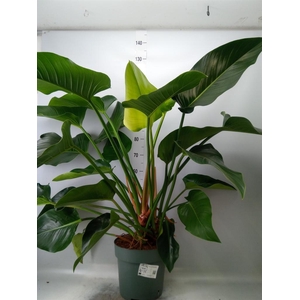 Philodendron 'Green Beauty'