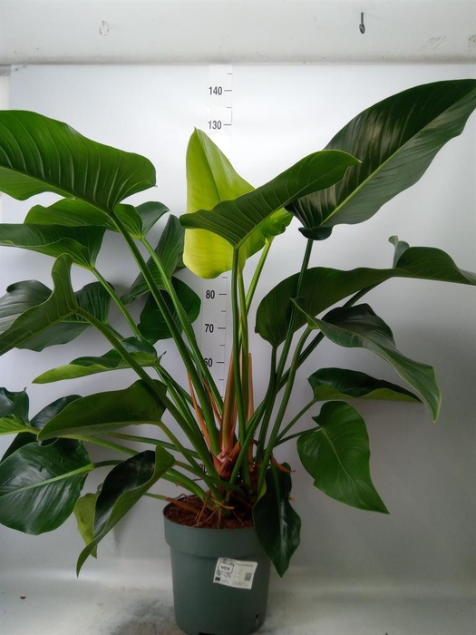 <h4>Philodendron  'Green Beauty'</h4>