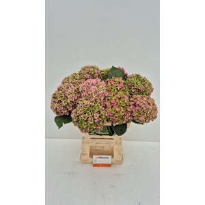 Hydr Coral Old Pink