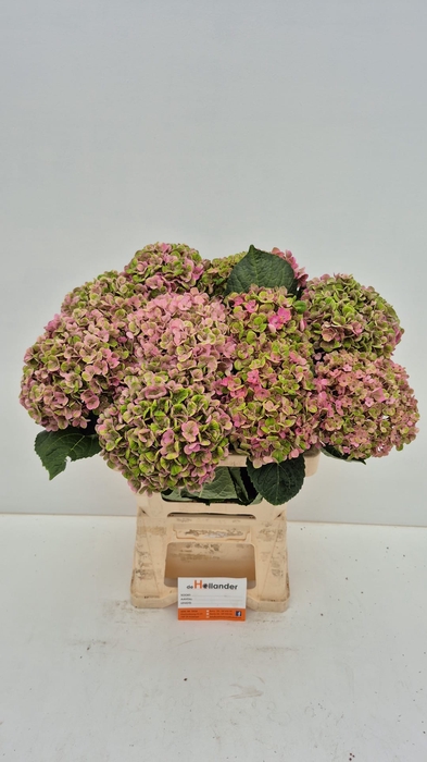 <h4>Hydr Coral Old Pink</h4>