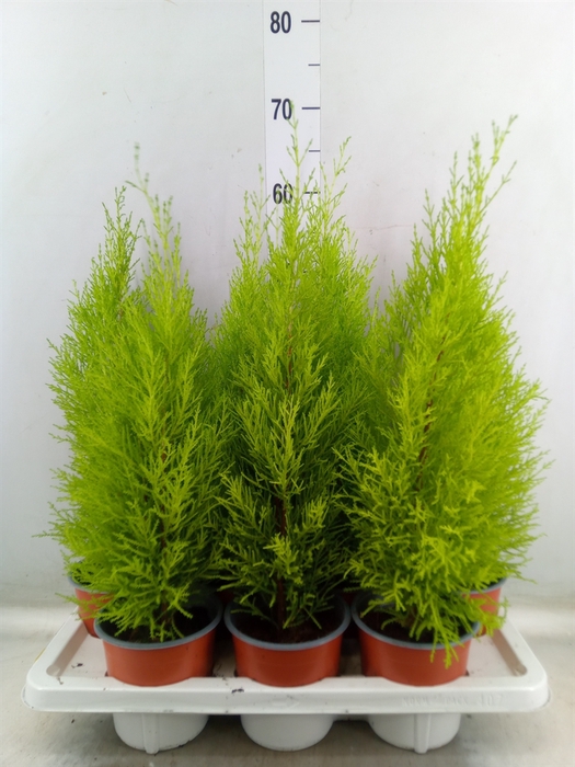 <h4>Cupressus macro. 'Goldcrest Wilma'</h4>