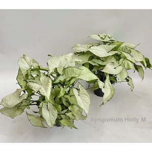 Syngonium