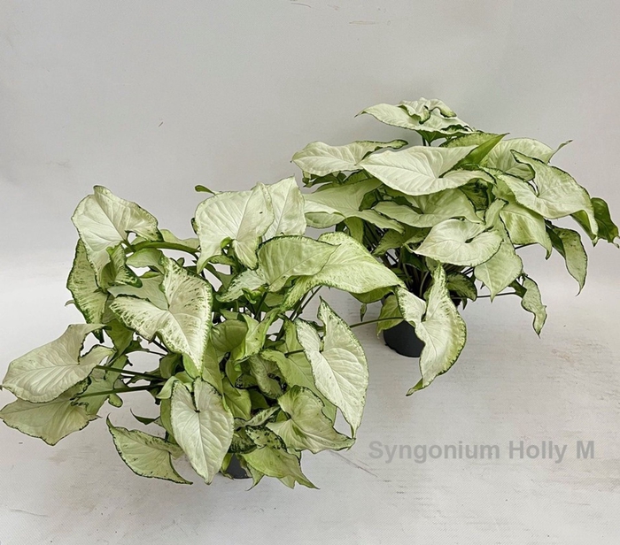 Syngonium