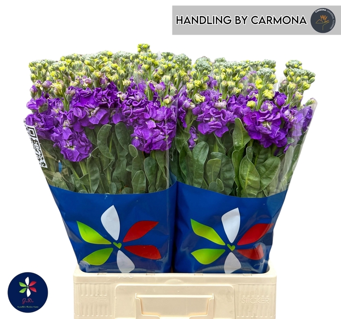 <h4>MATTH IRON PURPLE</h4>