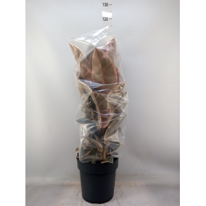 Ficus elastica 'Belize'