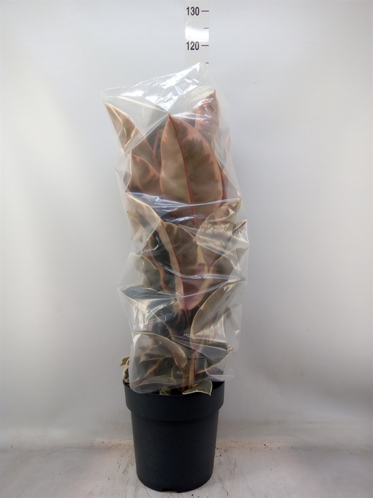 <h4>Ficus elastica 'Belize'</h4>