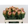 Protea Grandicolor