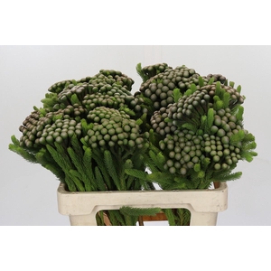 Cape Green Albiflora