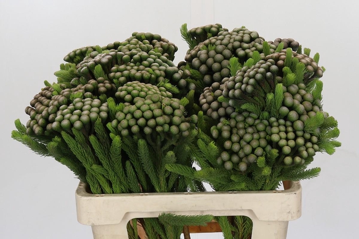 <h4>Cape Green Albiflora</h4>