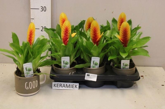 <h4>VRIES DELPHINUS</h4>