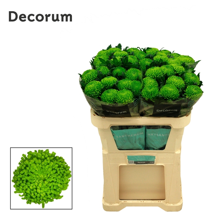 <h4>Chrysanten Chr G Alemani</h4>