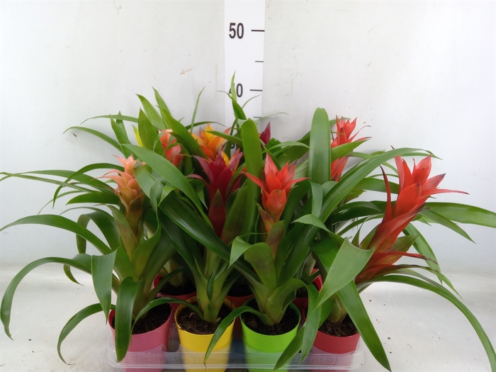 <h4>Guzmania   ...mix</h4>