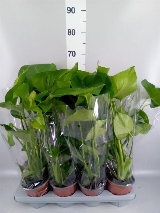 <h4>Monstera delic.</h4>