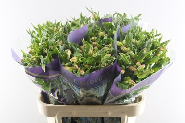 <h4>Alstr Bali (geel)</h4>