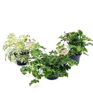 PELARGONIUM GRAVEOLENS P12 GEUR