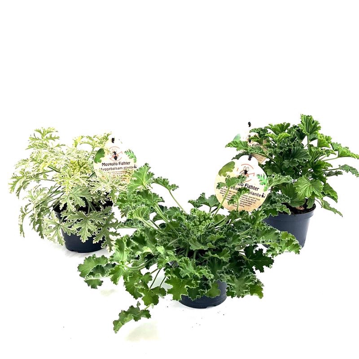 <h4>PELARGONIUM GRAVEOLENS P12 GEUR</h4>