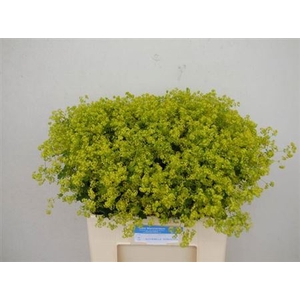 Alchem M Robustica