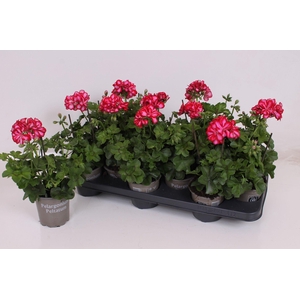 Pelargonium Peltatum P10.5 - Rouletta Bicolor (Double Flowers)