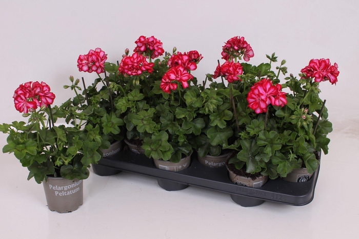<h4>Pelargonium Peltatum P10.5 - Rouletta Bicolor (Double Flowers)</h4>