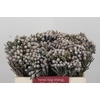 Kaaps Groen Silver Brunia