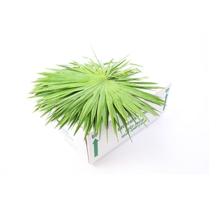 Palmetto