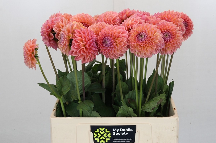 <h4>Dahlia Linda's Baby</h4>