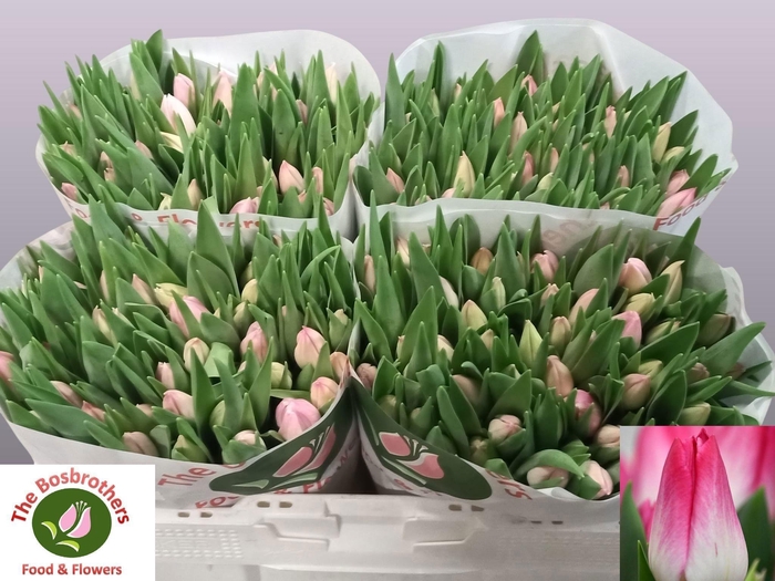 <h4>TU EN FIRST CLASS</h4>