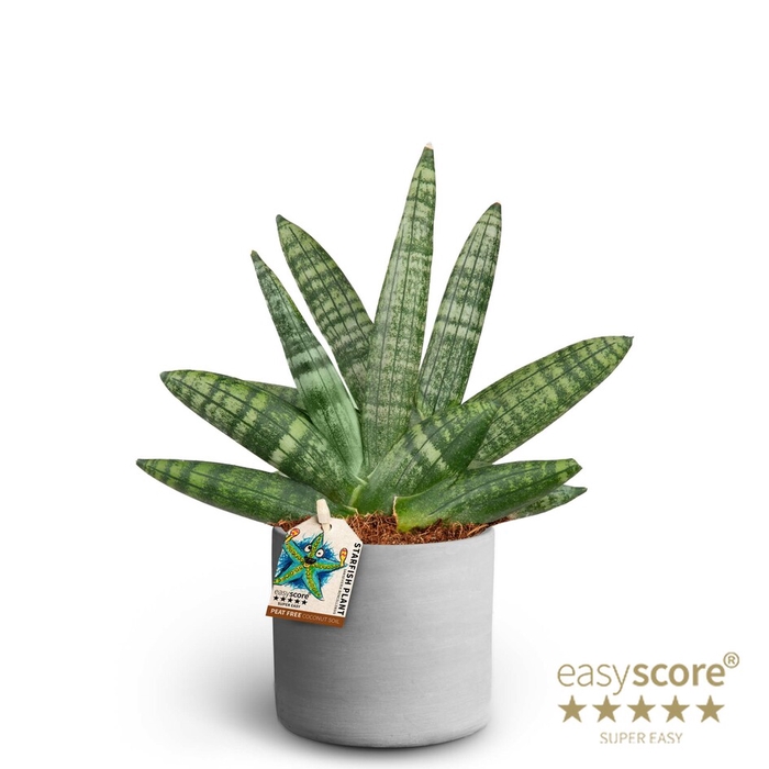 SANSEVIERIA BONCELLENSIS P10