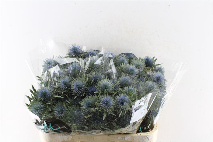 <h4>Eryngium Magnetar Qstar 70cm X30</h4>