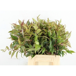 LEUCOTHOE FONT RAINB