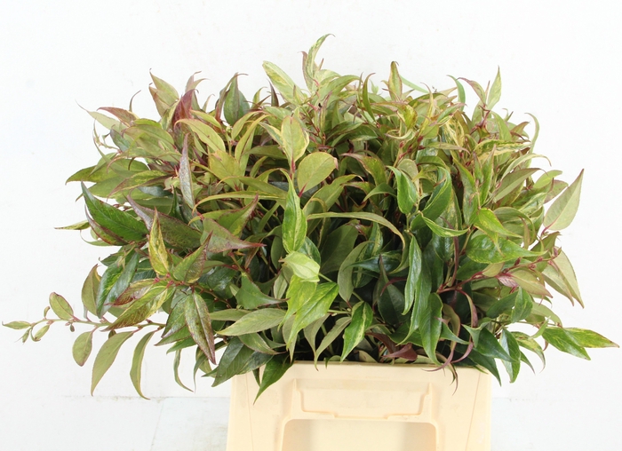 <h4>LEUCOTHOE FONT RAINB</h4>