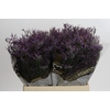 Limonium ov Safora Dark Blue