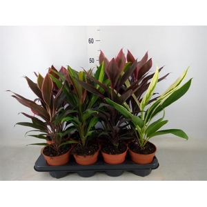 Cordyline   ...mix